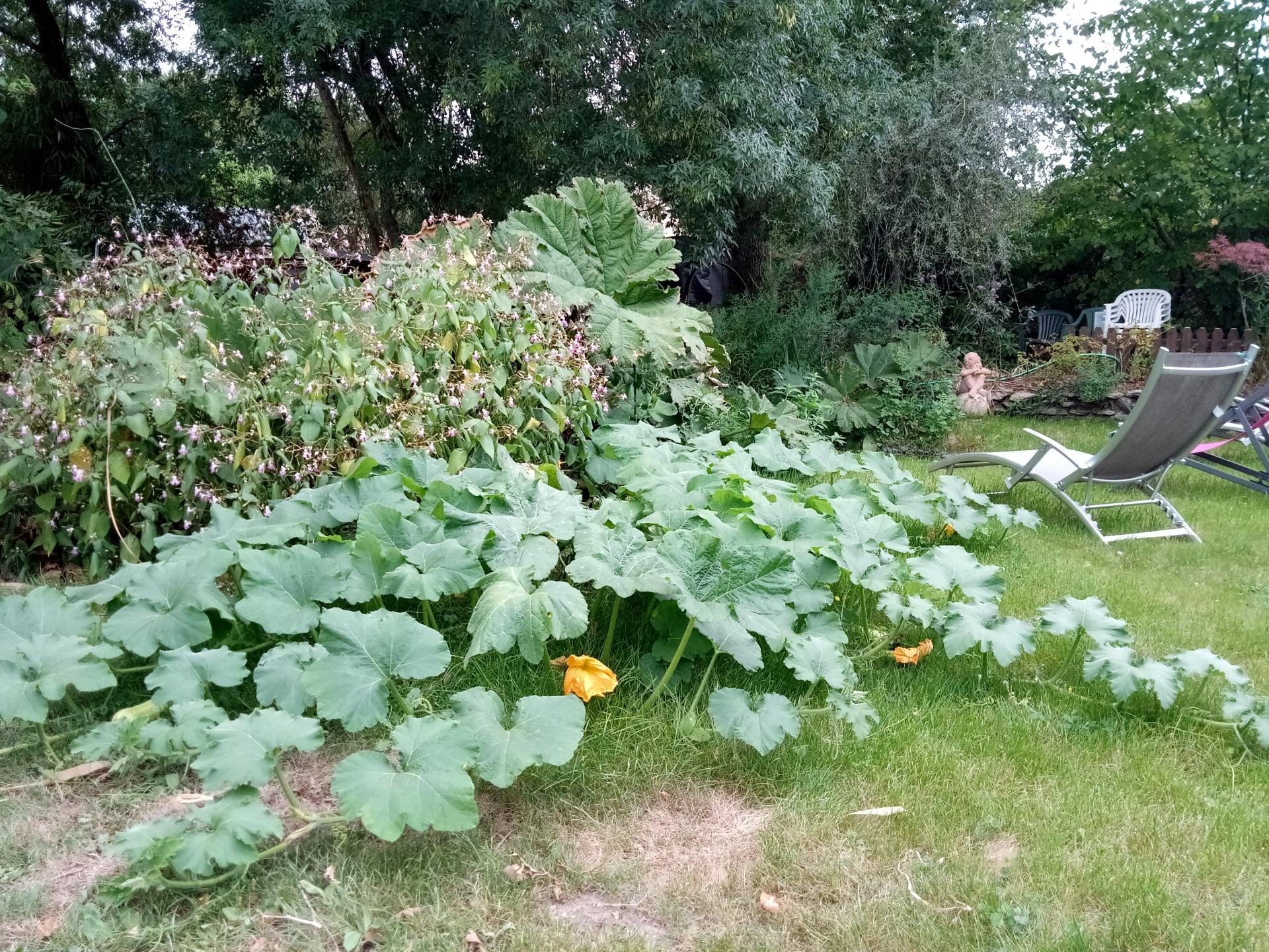 courges