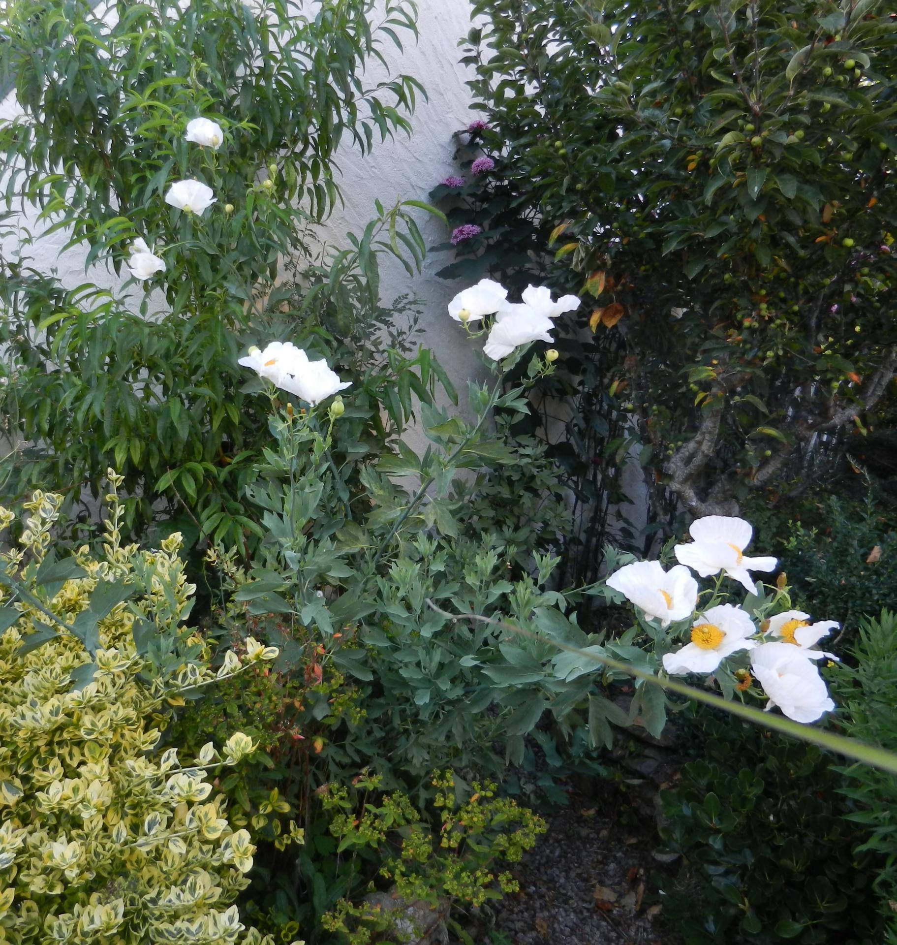 romneya coulteri