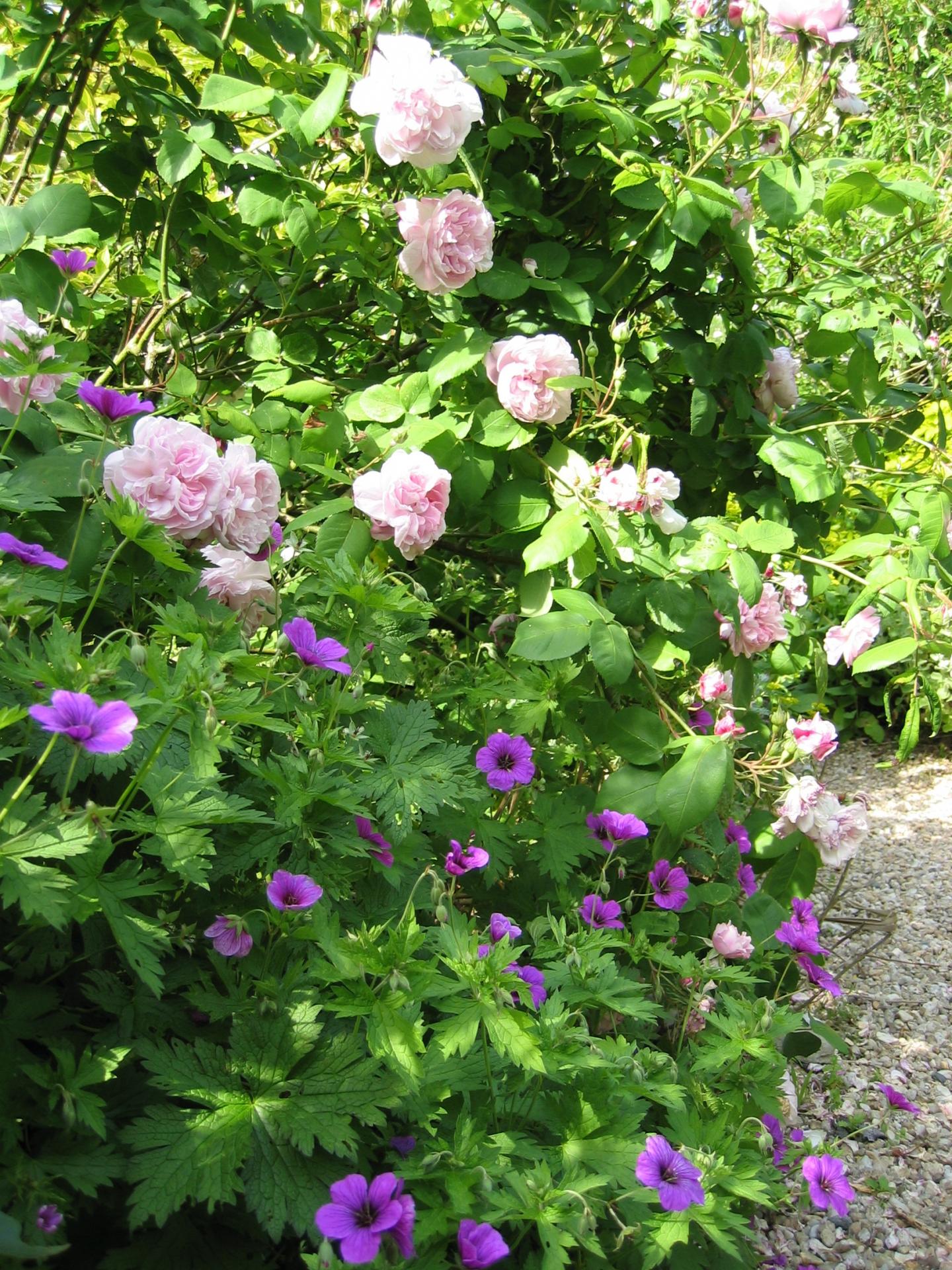 rosiers de printemps