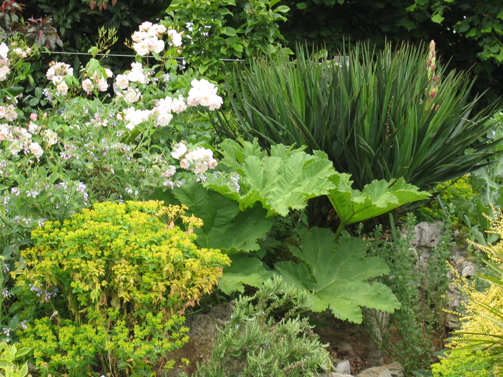 petit gunnera et rosier