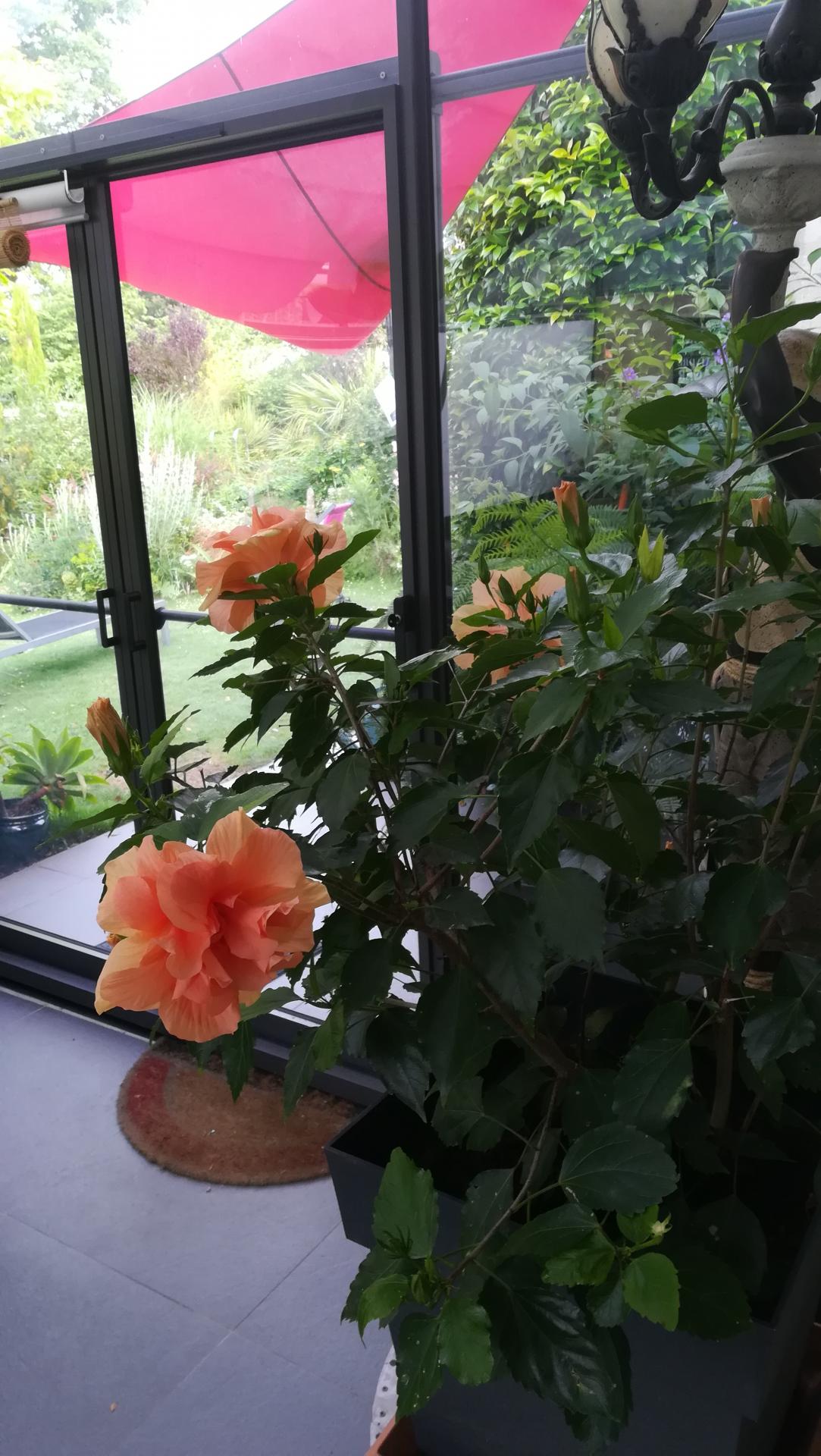 hibiscus trentenaire dans veranda
