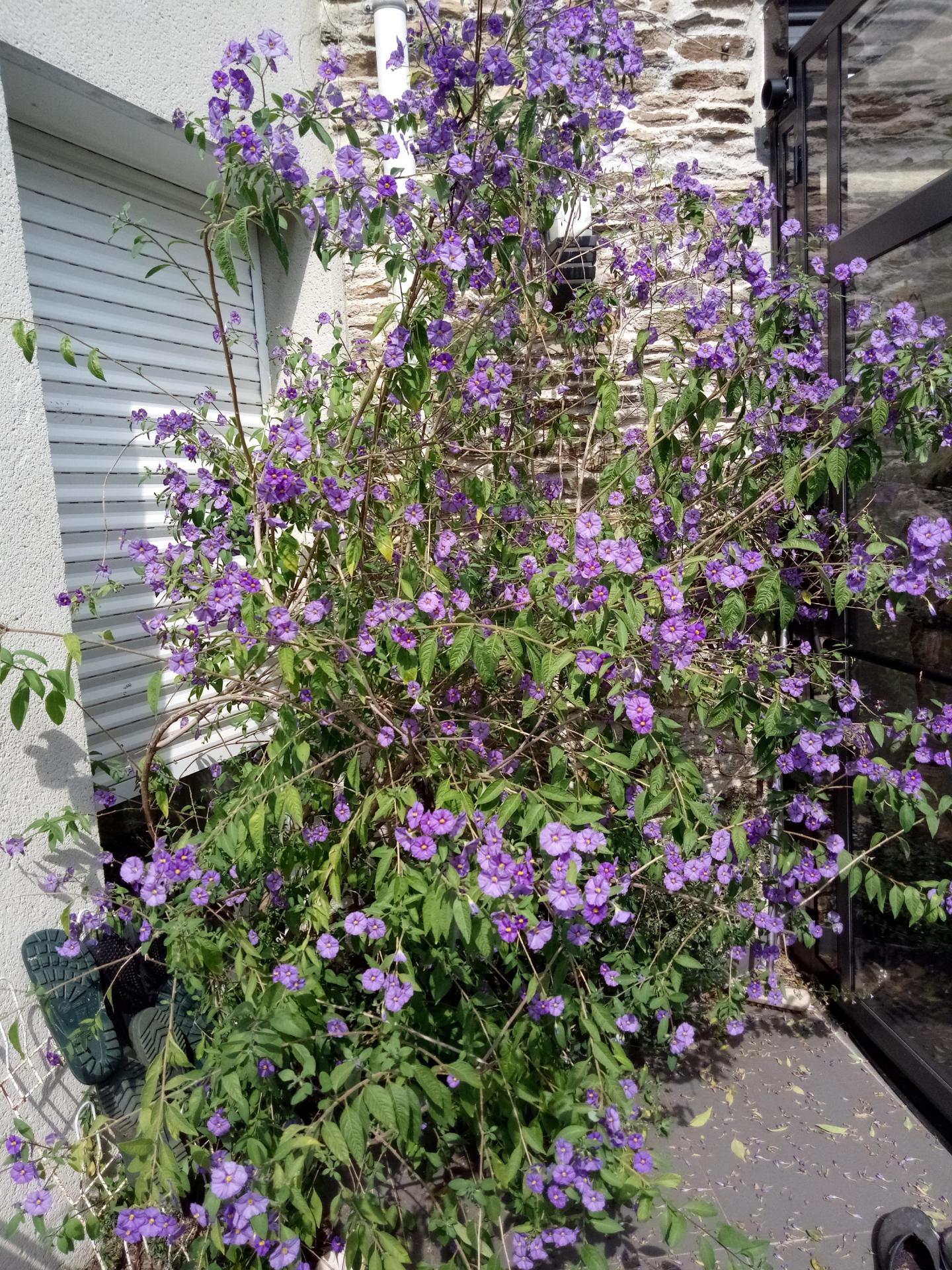 solanum rantoneti 2019