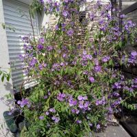photos du jardin